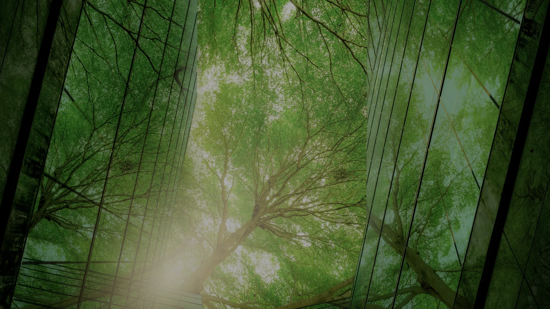 Woodland canopy used in Dynamic Servers’ renewable-powered hosting branding